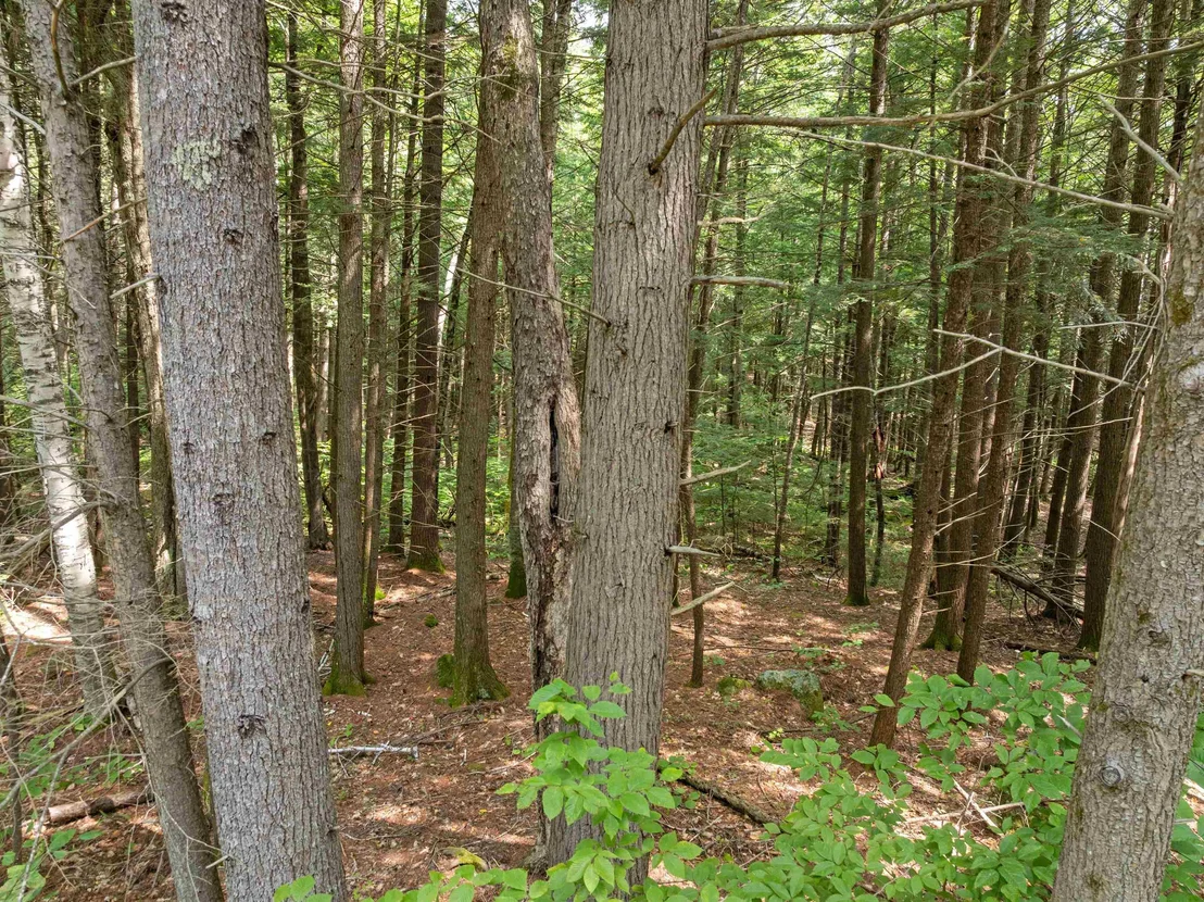 Photo of 32 Forest Pond