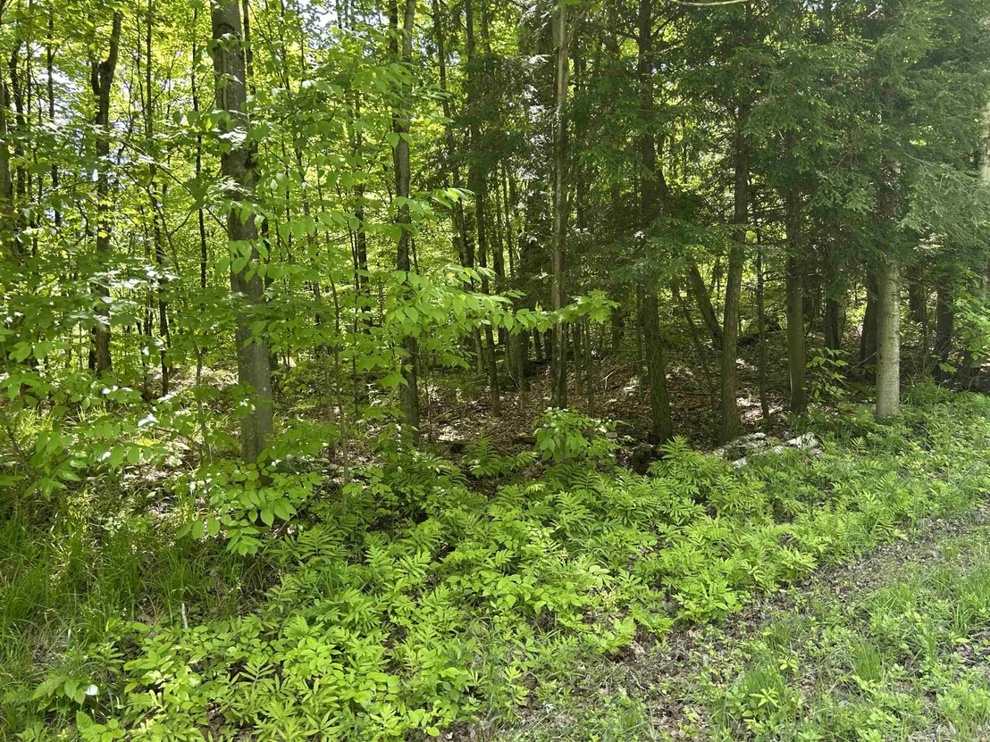Photo of Lot 2 Pion