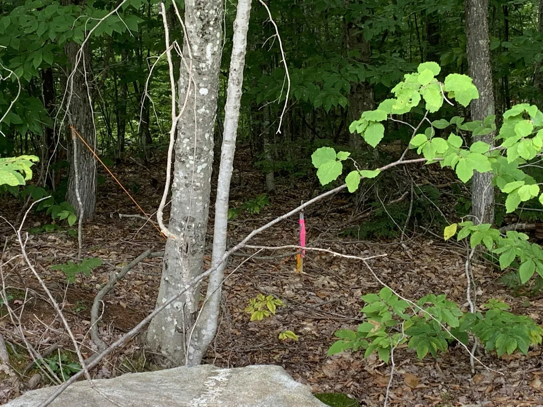 Photo of 17 Skline