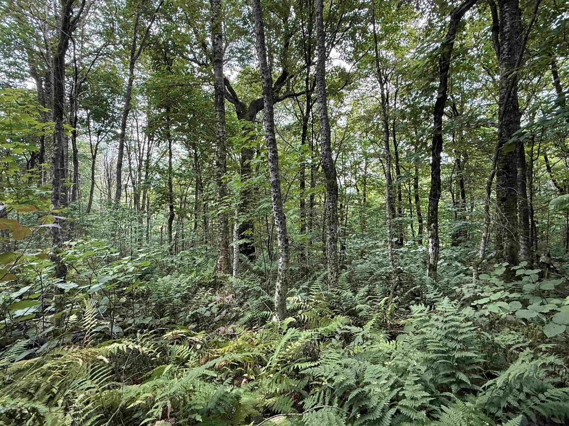 Photo of 564 Eagles Nest