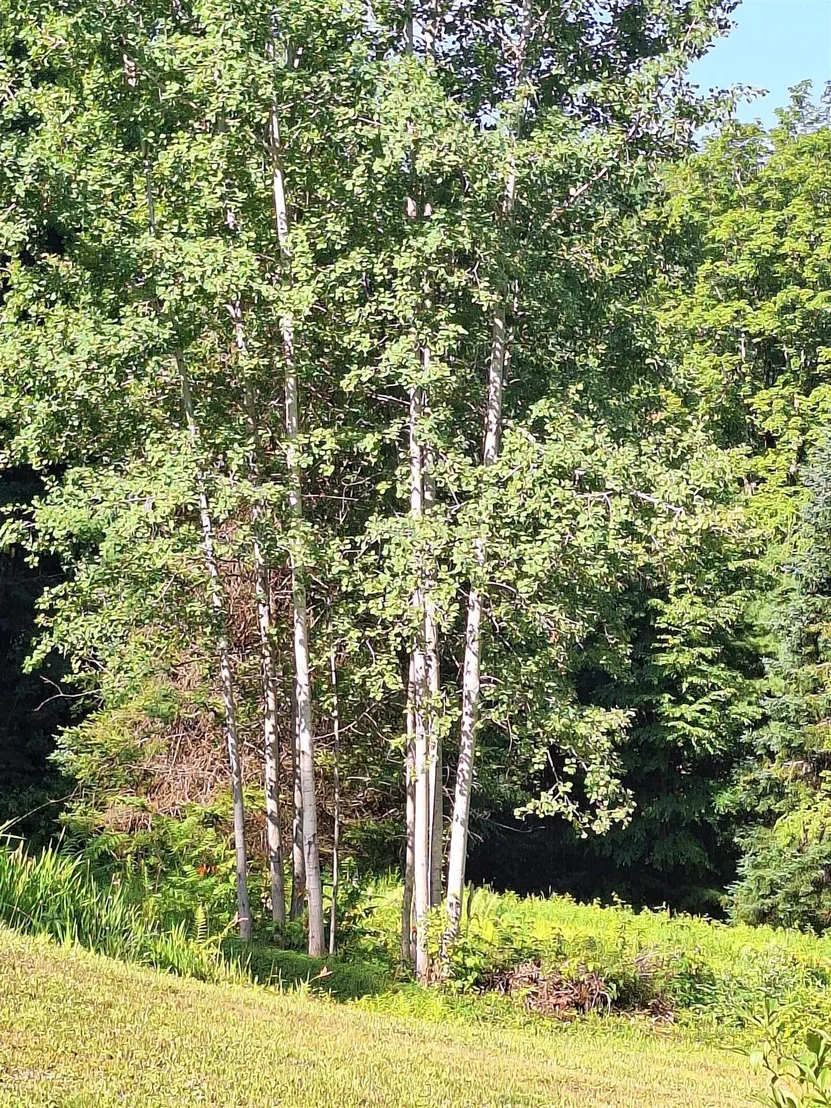 Photo of 521 County
