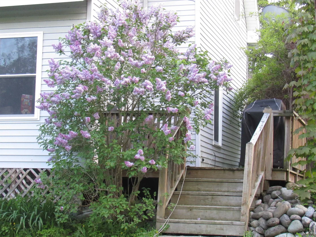 Photo of 77 Maple