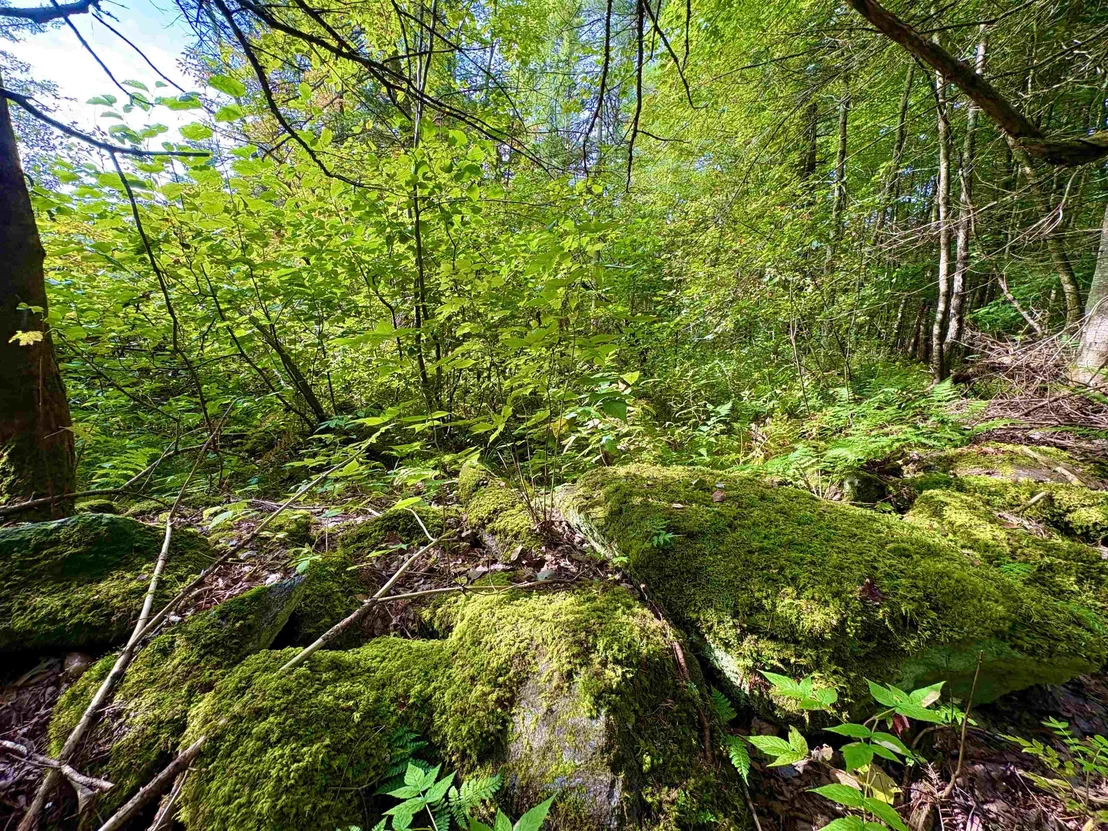 Photo of 0 Partridge Hollow