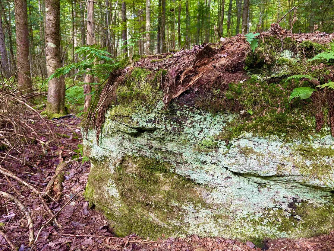 Photo of 0 Partridge Hollow