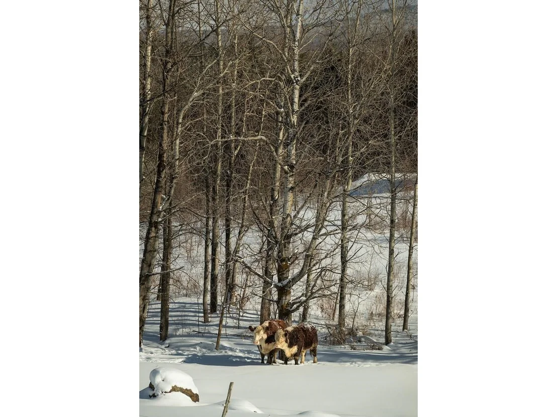Photo of Lot 4 Weaver