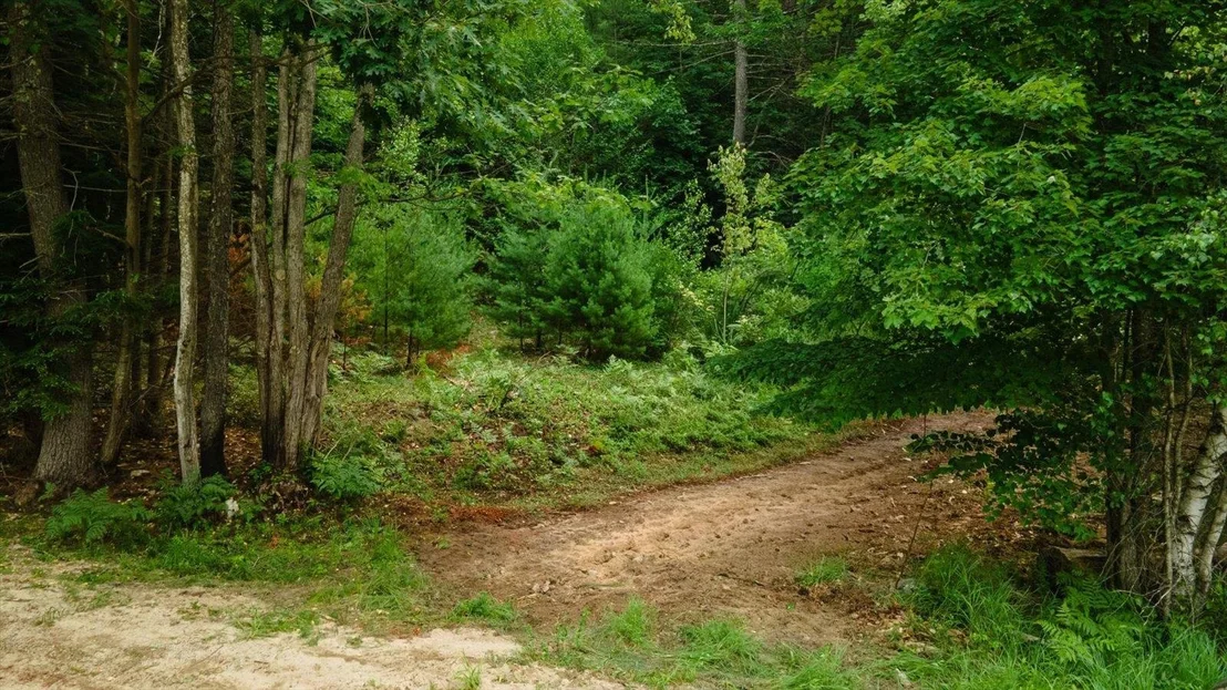 Photo of Lot 0 Pine