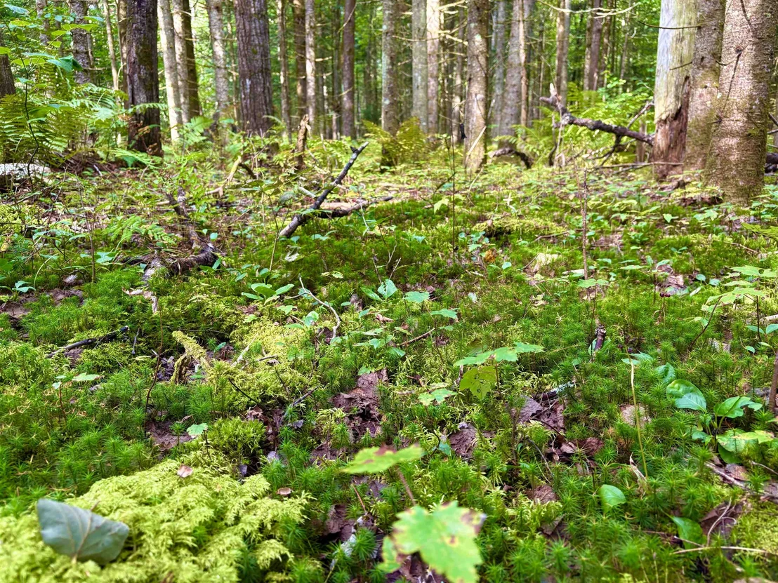 Photo of 0 Partridge Hollow
