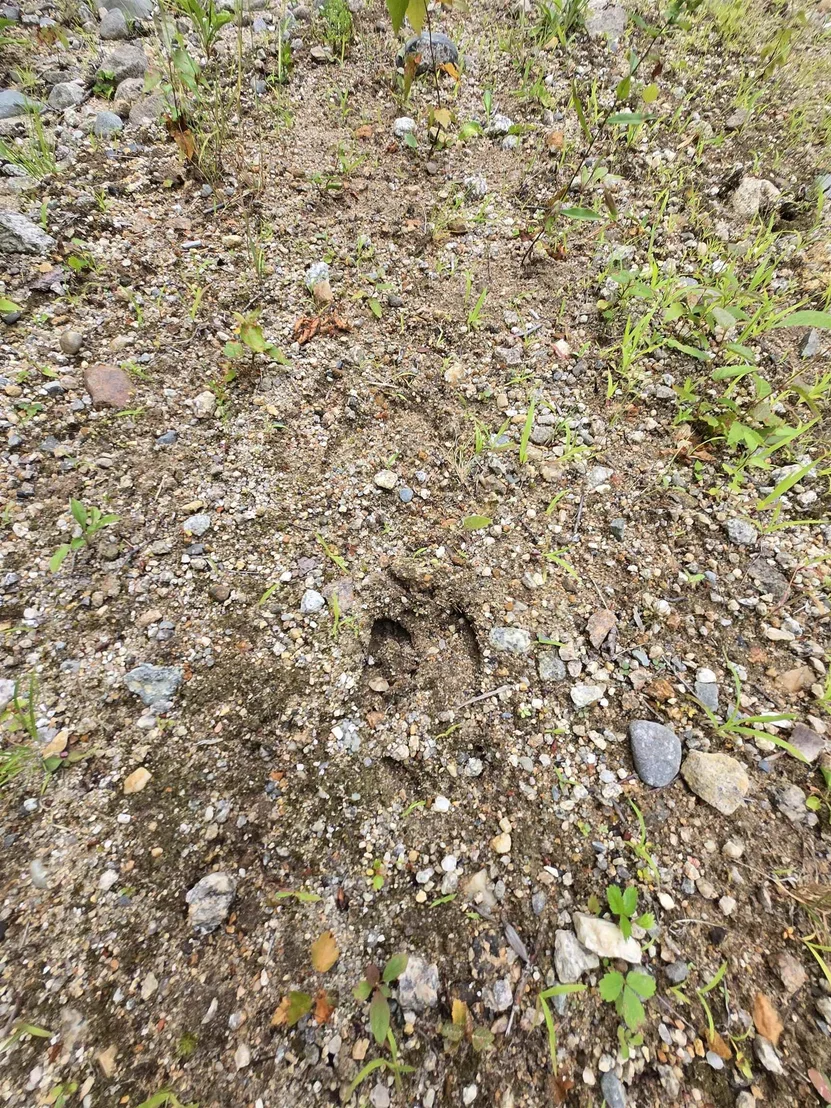 Photo of Lot 11 Brownfield