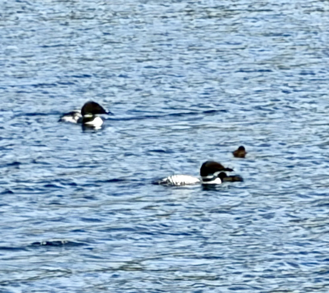 Photo of 263 Cedar Pond