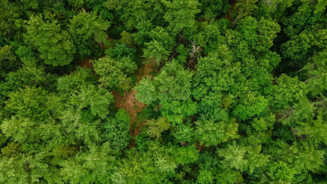 Photo of Lot 0 Pine