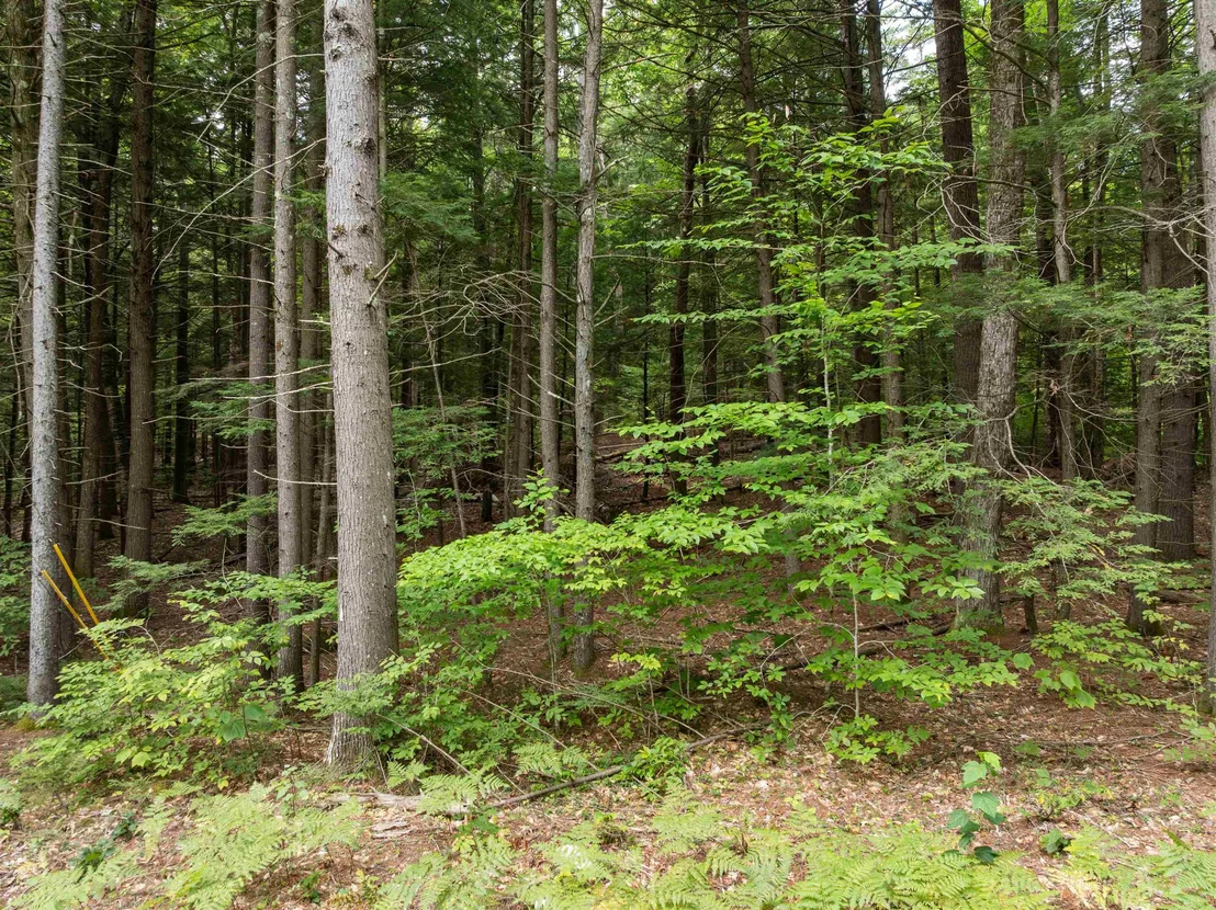 Photo of 30 D Forest Pond
