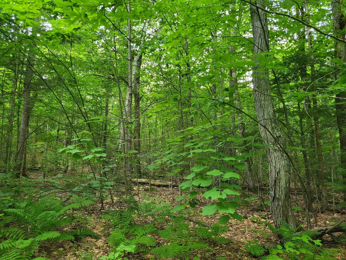 Photo of Lot 2 Bear Mountain