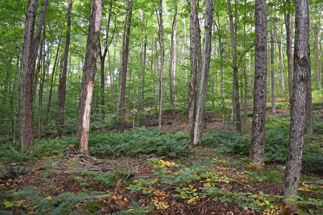Photo of 397 Winch Hill