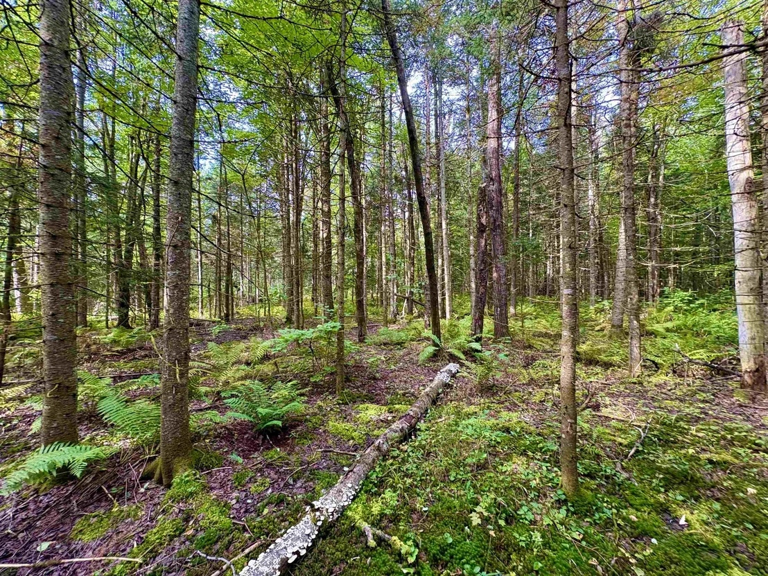 Photo of 0 Partridge Hollow