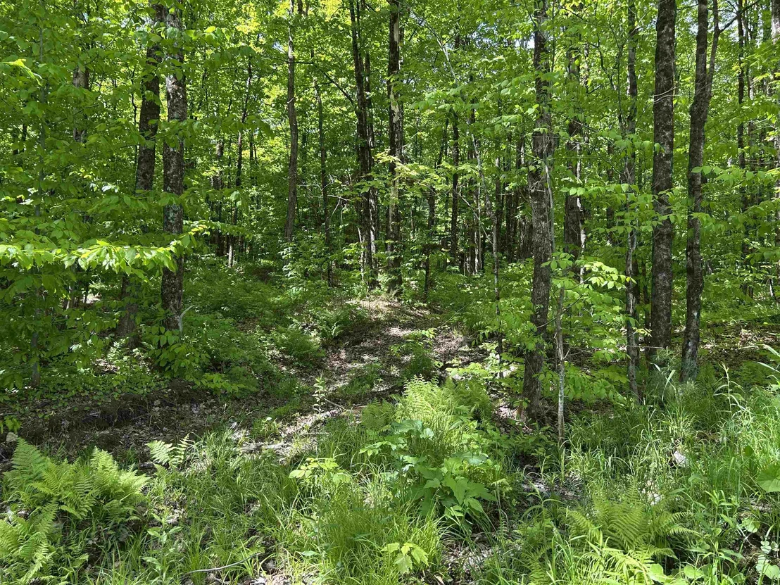Photo of Lot 2 Pion