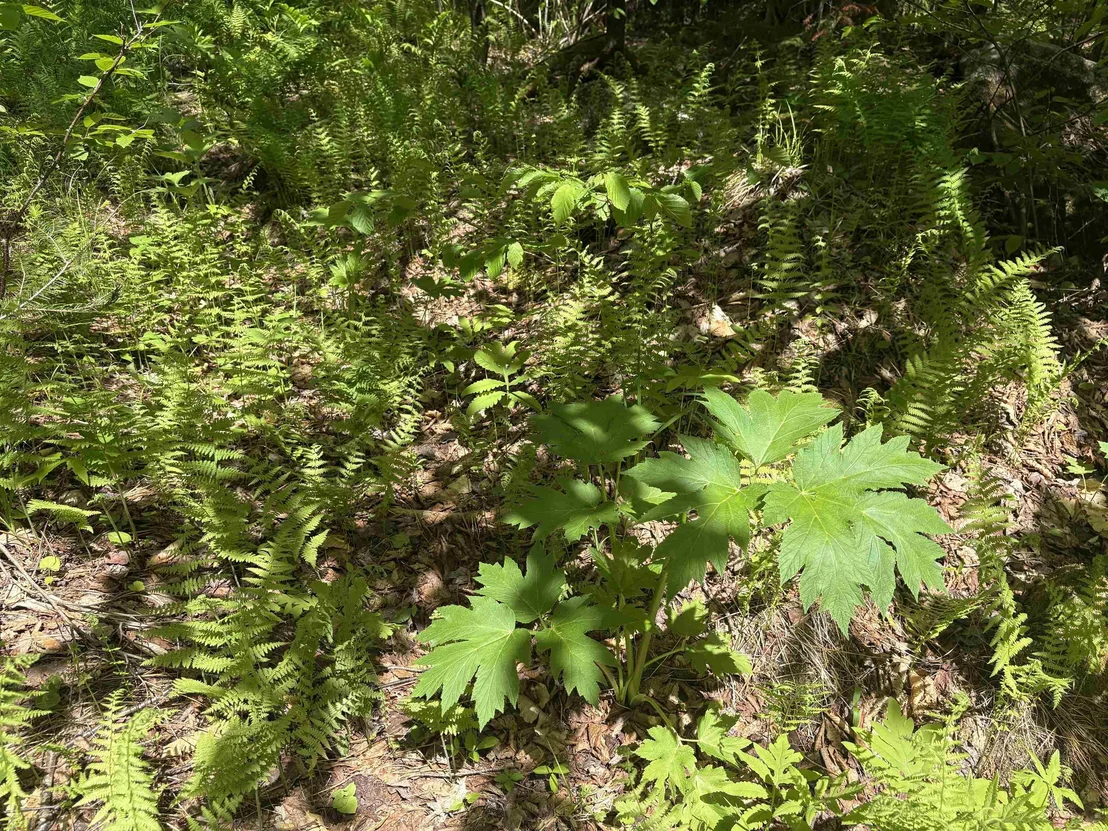 Photo of 0 Old Pond Hill