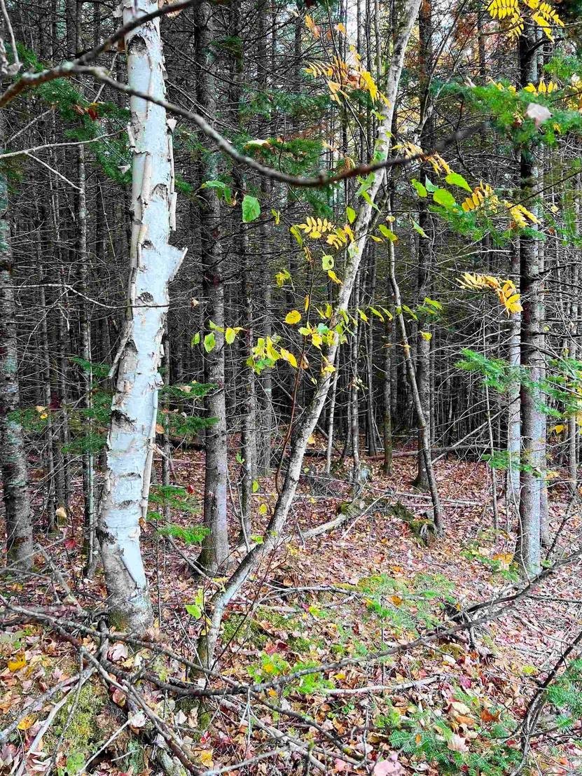 Photo of 408-105 Evergreen