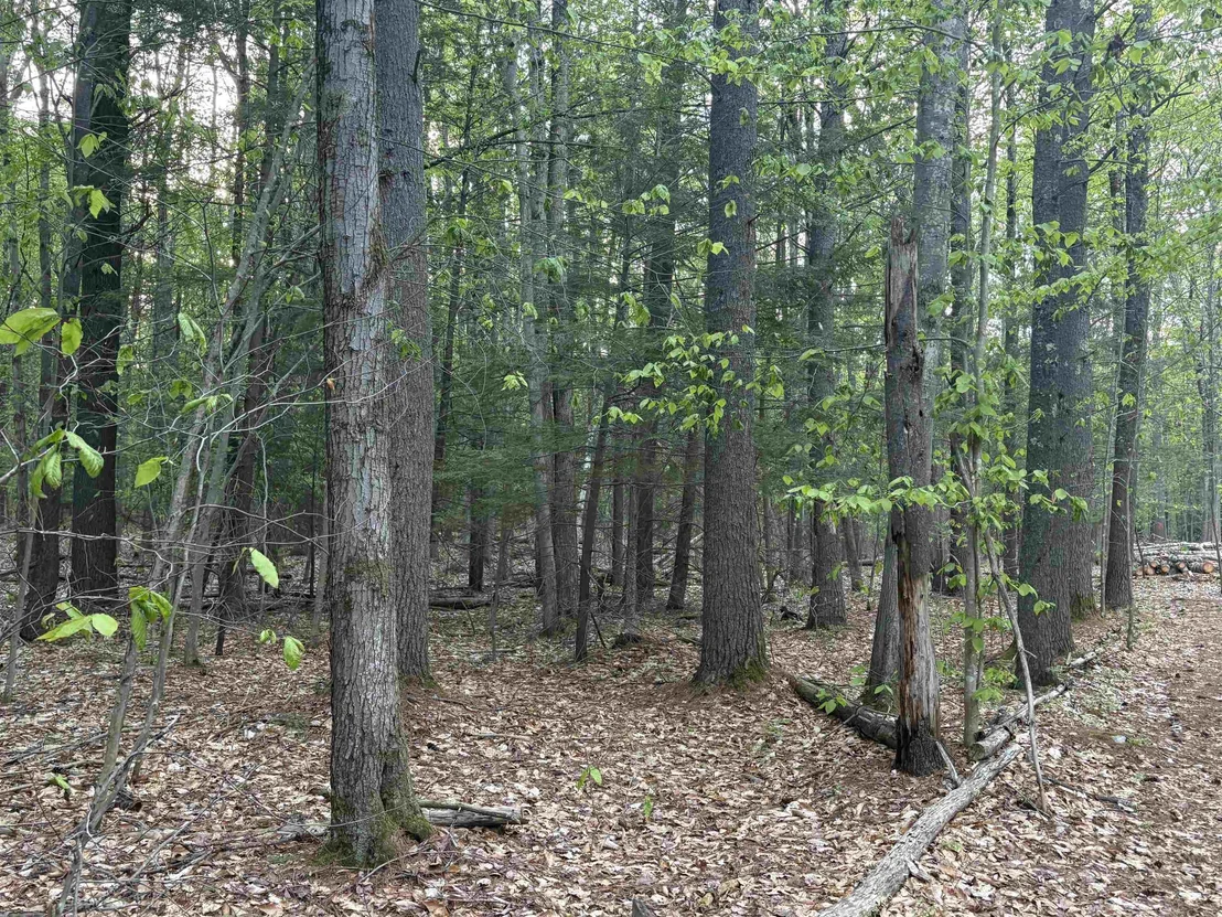 Photo of Lot 80 Currier