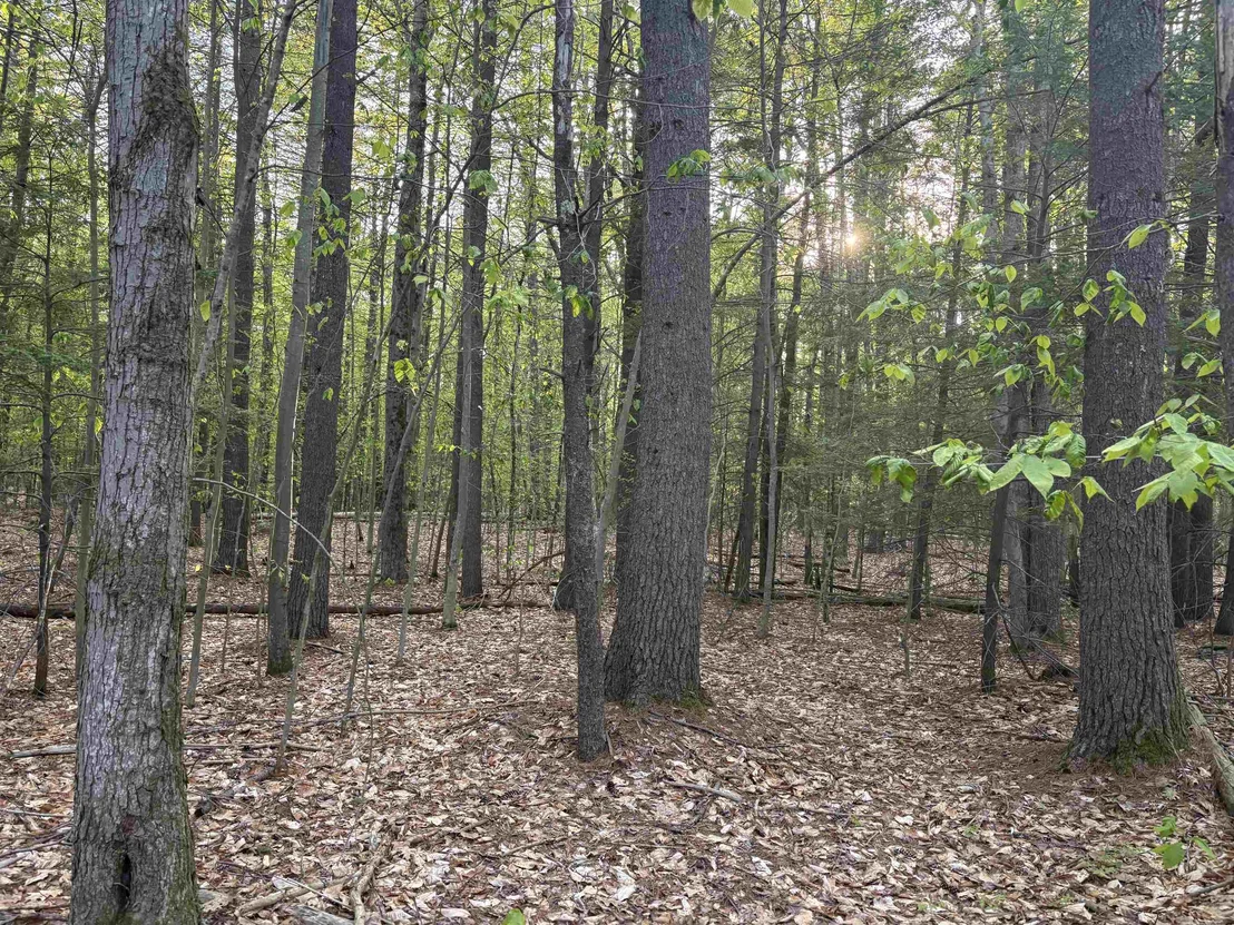 Photo of Lot 80 Currier
