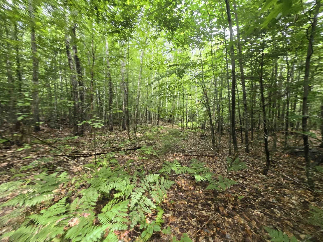 Photo of Lot 11 Brownfield