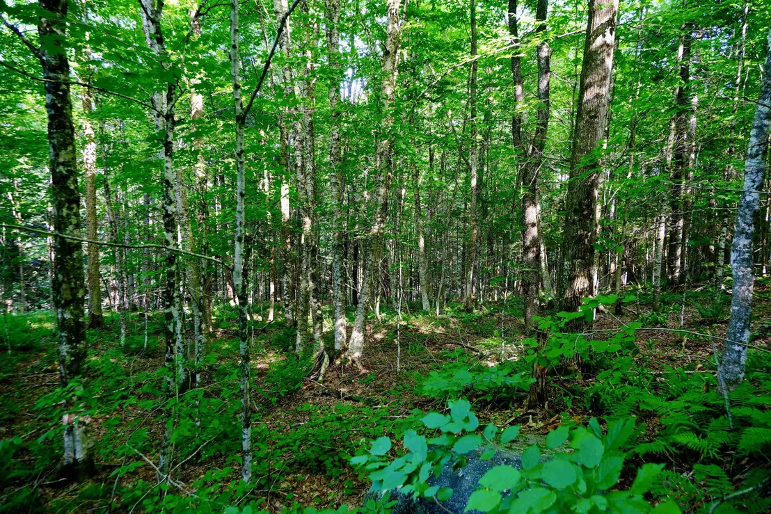 Photo of 0 Calendar Brook