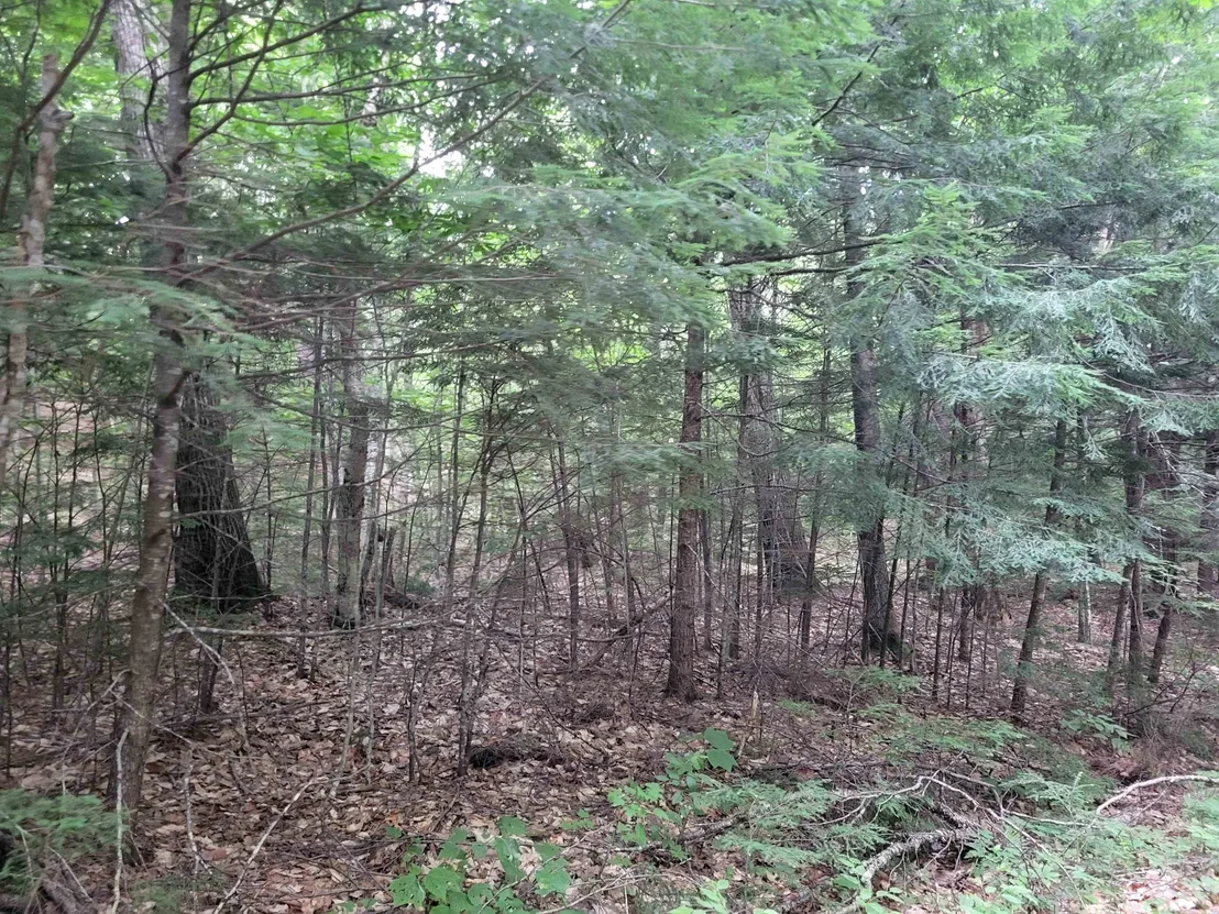Photo of Lot 2 Bear Mountain