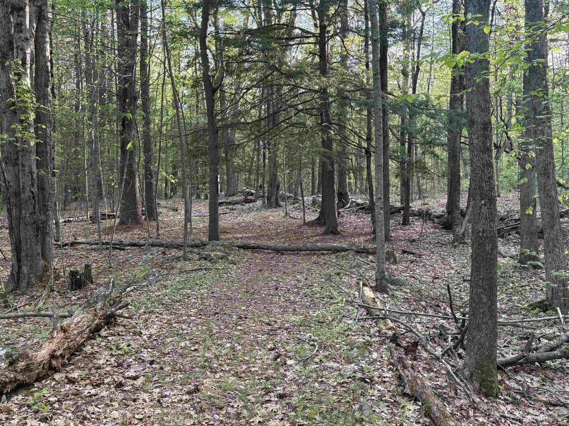 Photo of Lot 80 Currier