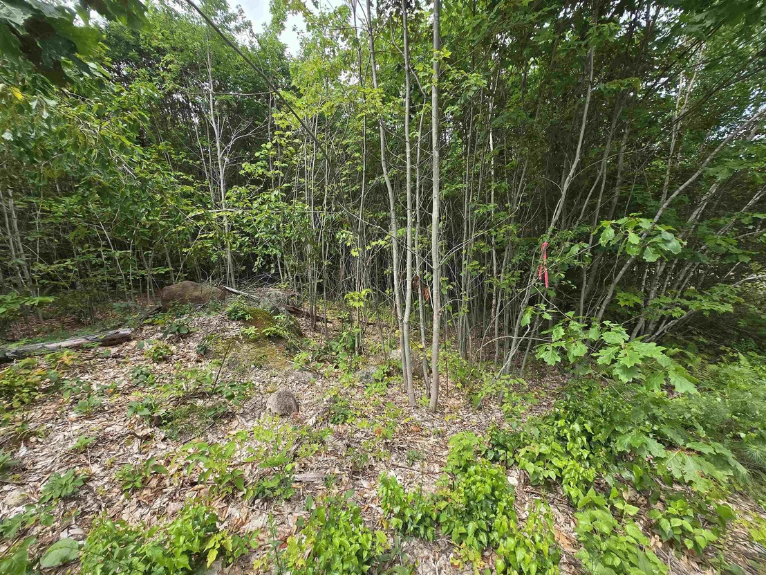Photo of Lot 11 Brownfield