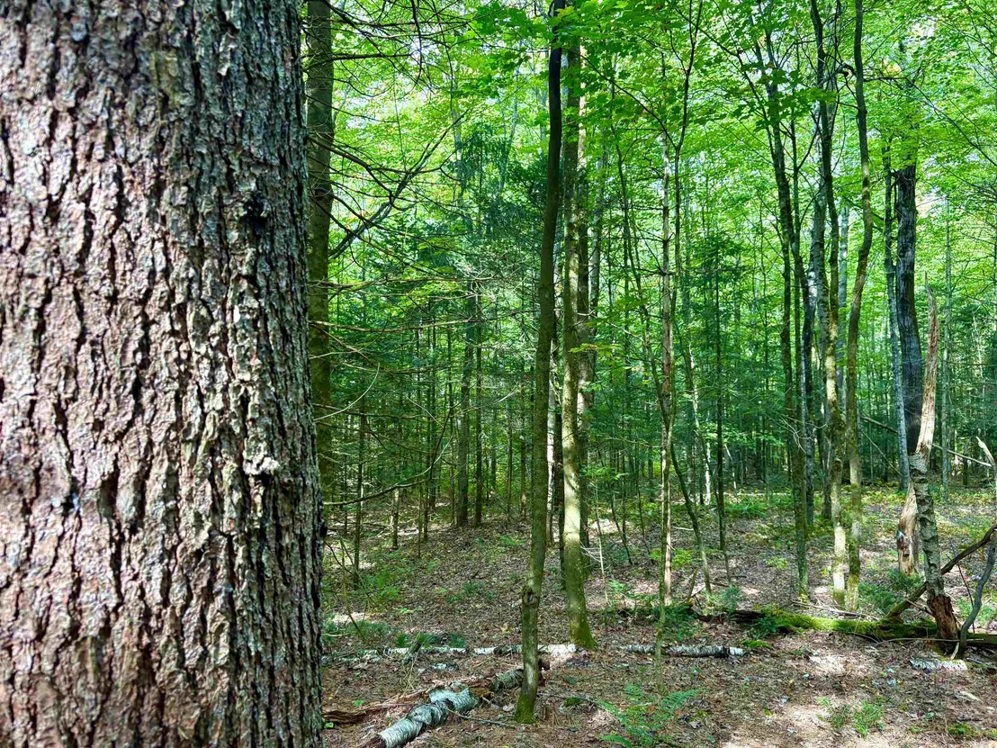Photo of 0 Partridge Hollow