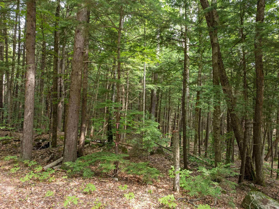 Photo of 30 D Forest Pond
