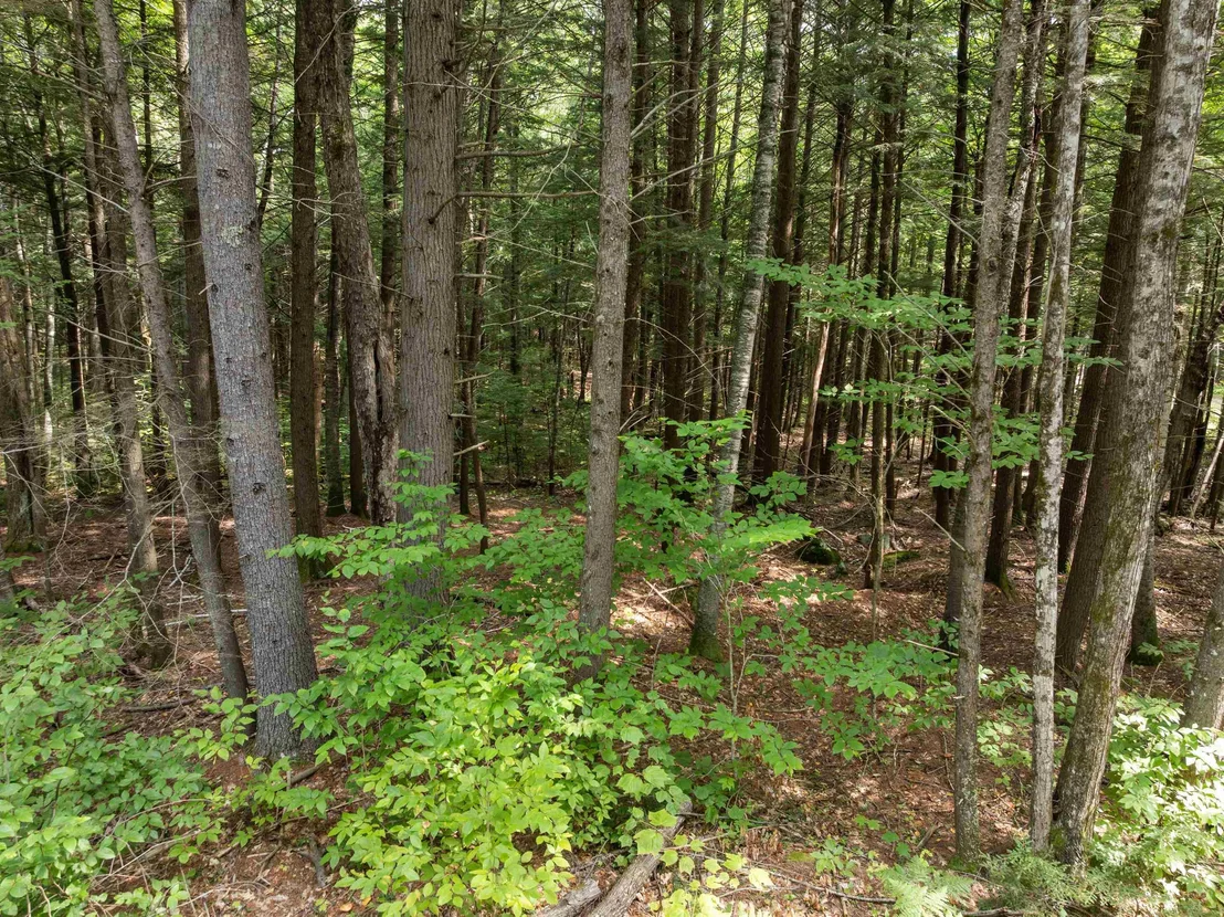 Photo of 32 Forest Pond