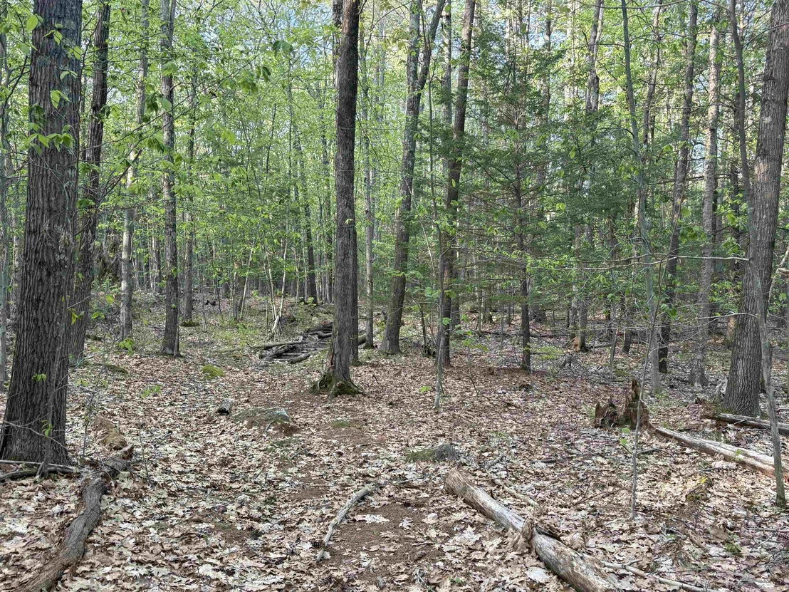 Photo of Lot 80 Currier