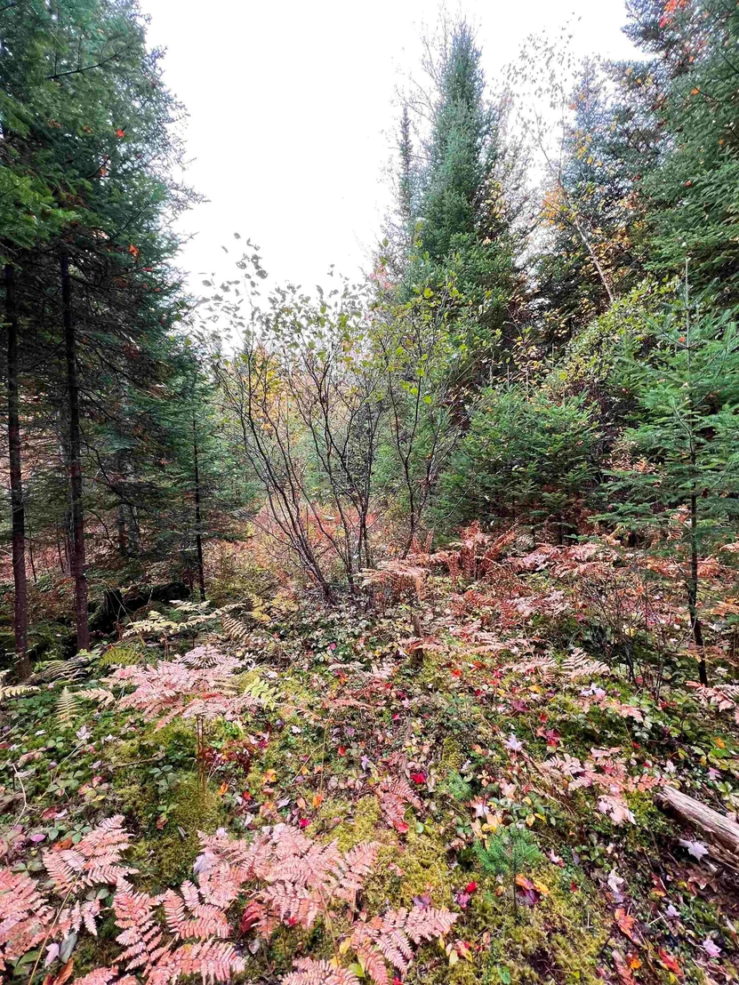 Photo of 408-105 Evergreen