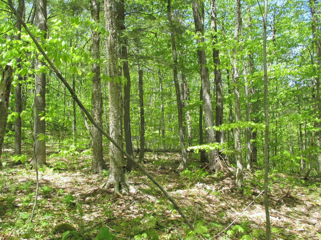 Photo of 798 Ballground