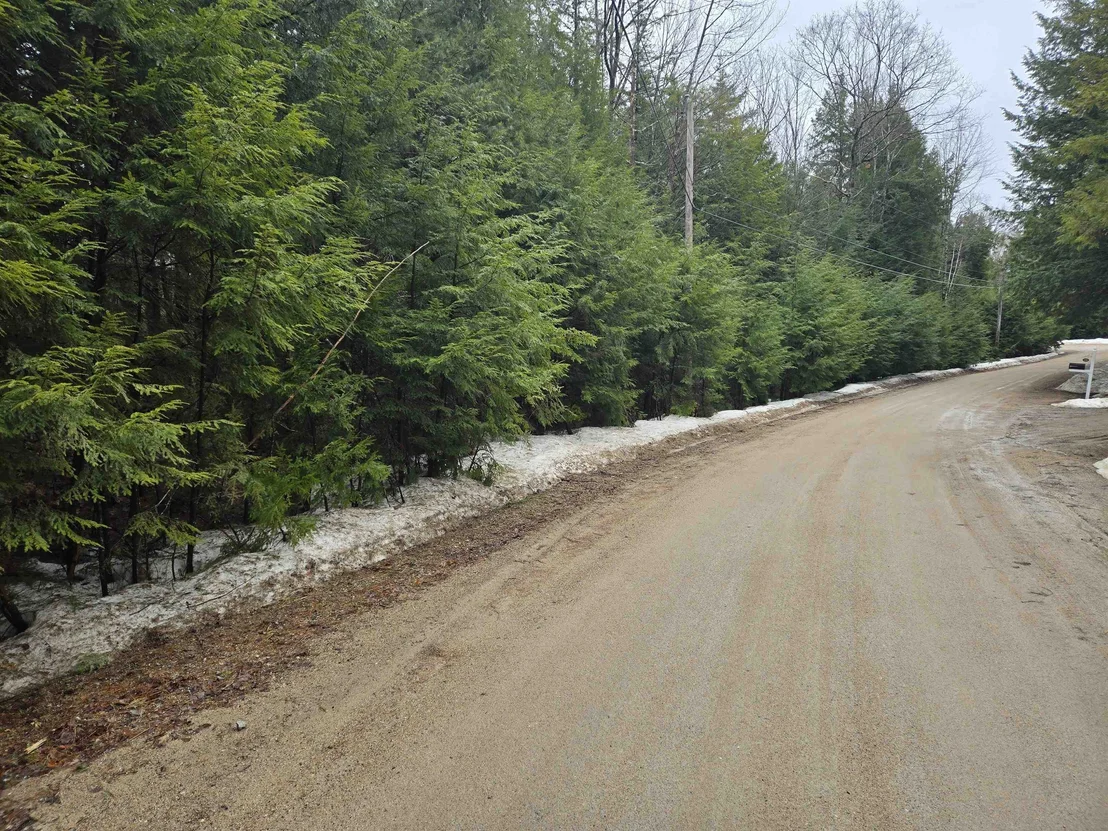 Photo of 7 Scotch Pine