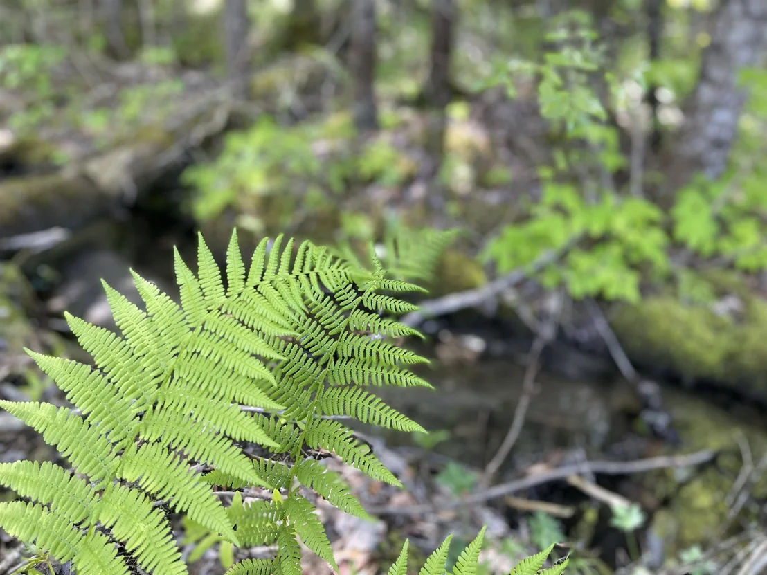 Photo of 00 Mountain