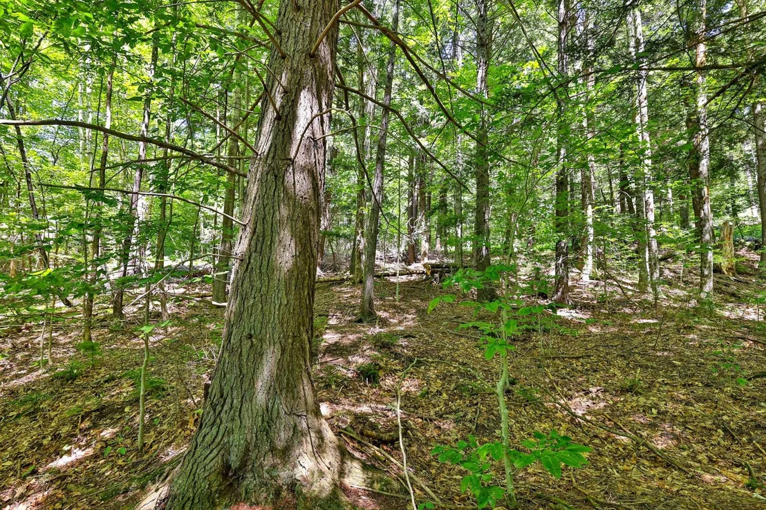 Photo of Lot 49 Spring