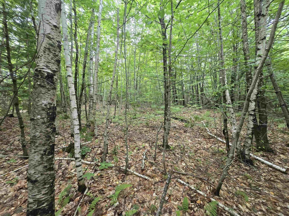 Photo of Lot 11 Brownfield