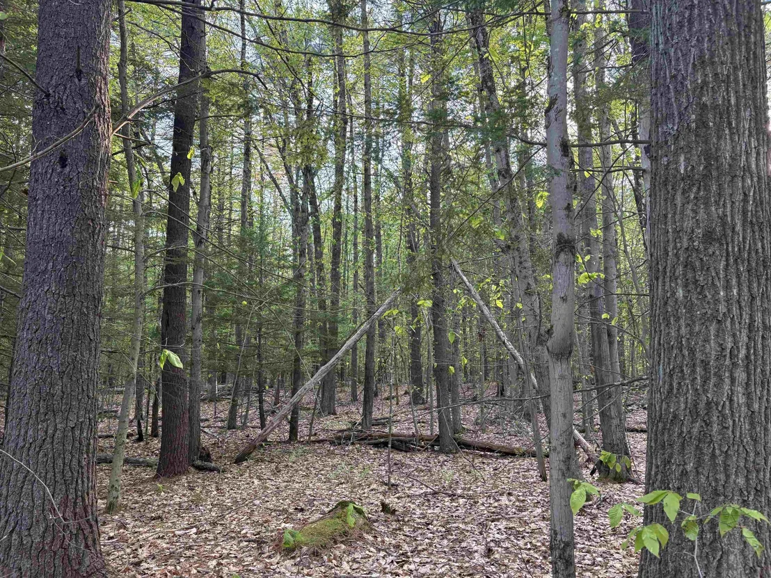Photo of Lot 80 Currier
