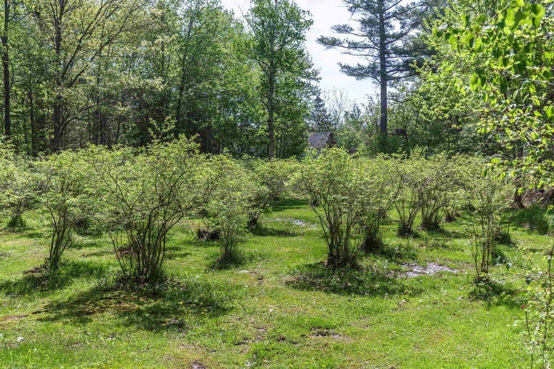 Photo of 49 Moss