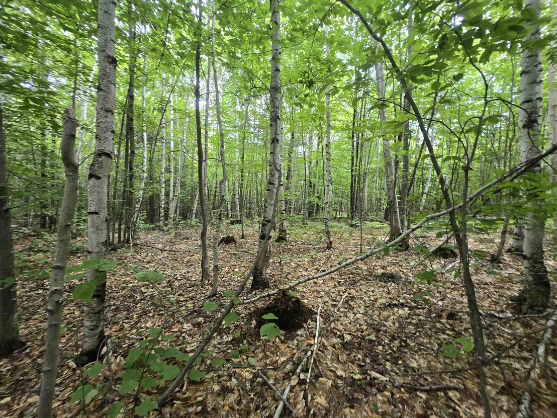 Photo of Lot 11 Brownfield
