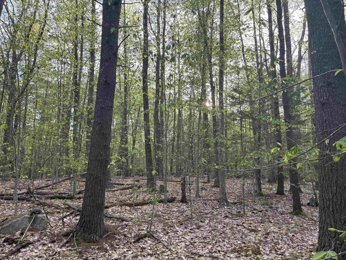 Photo of Lot 80 Currier