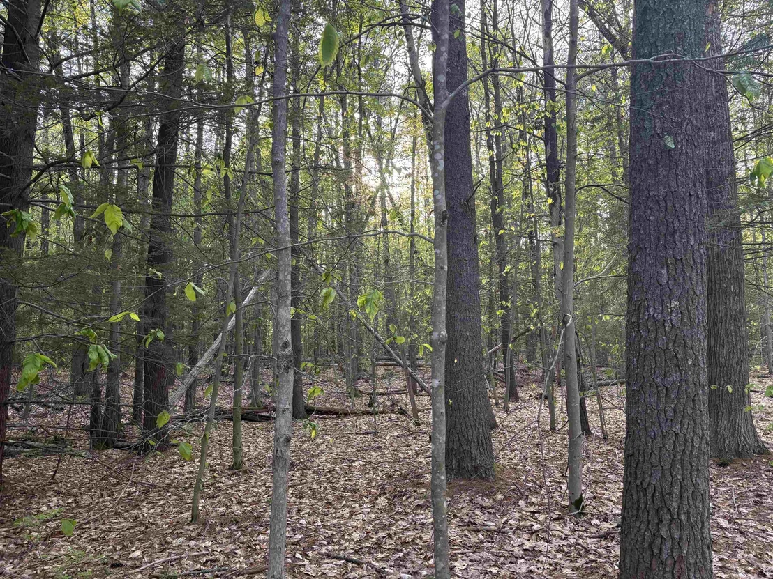 Photo of Lot 80 Currier