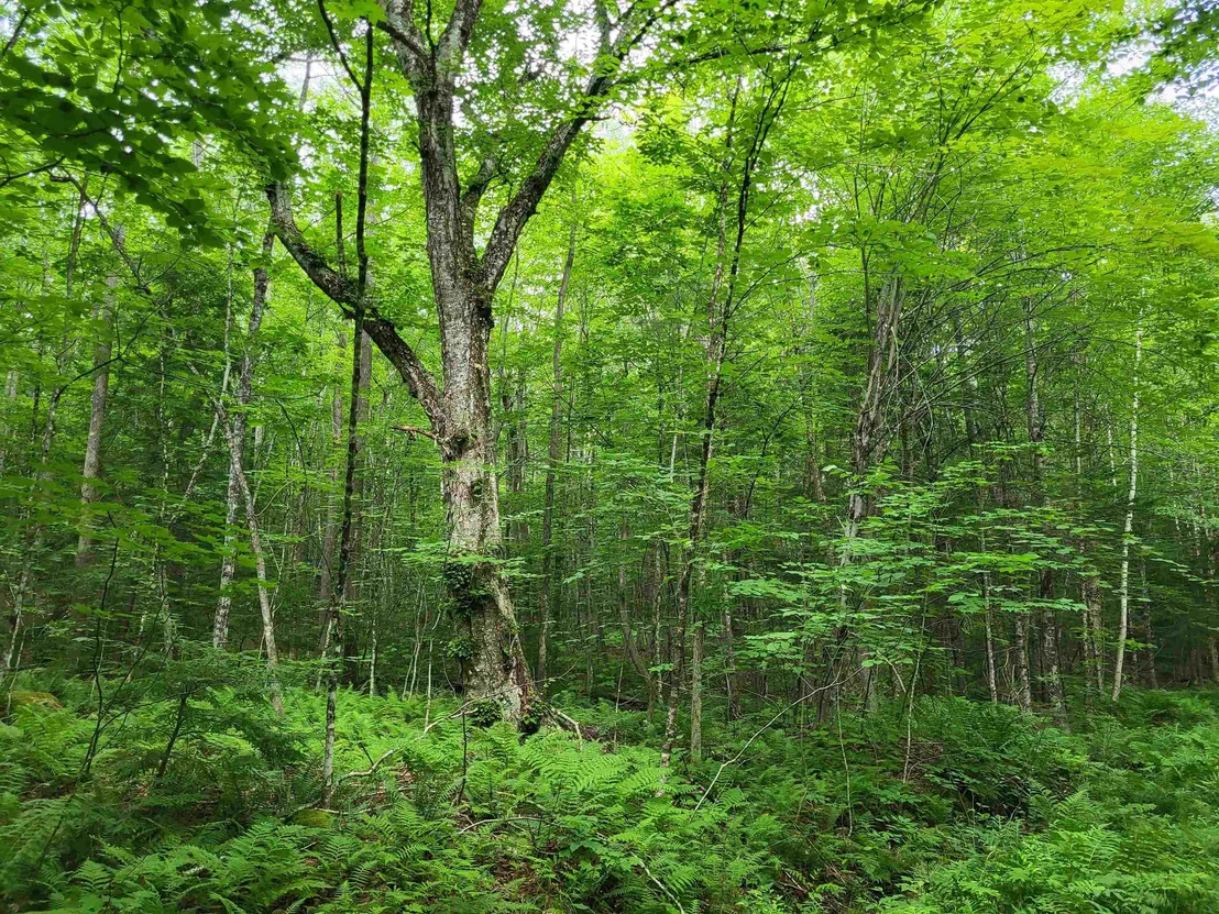 Photo of Lot 2 Bear Mountain