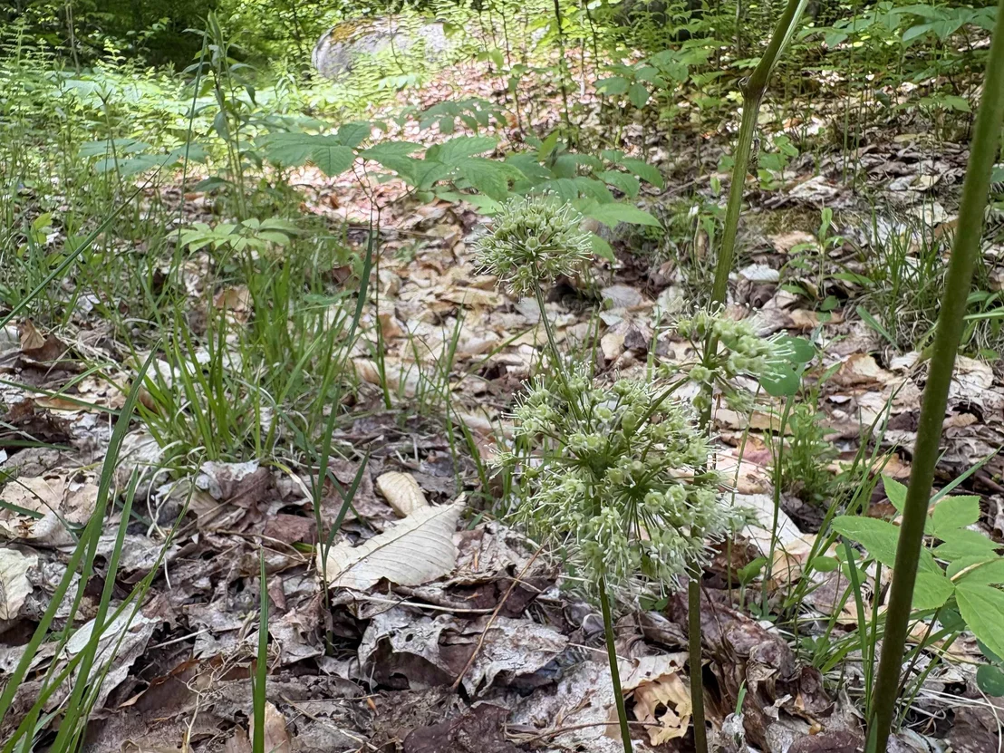 Photo of 0 Old Pond Hill