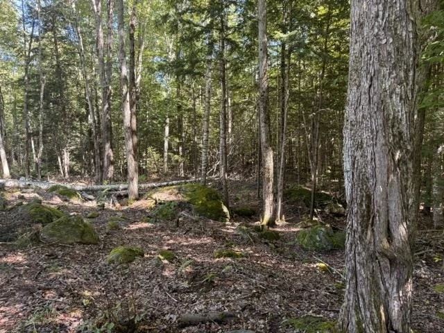 Photo of Lot 5 Partridge