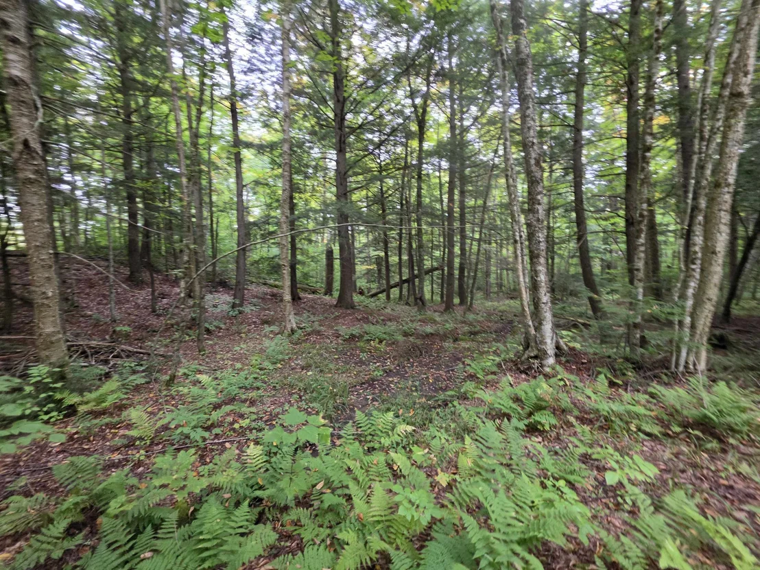 Photo of Lot#7 Woodland