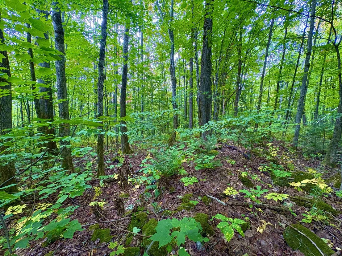 Photo of 0 Partridge Hollow