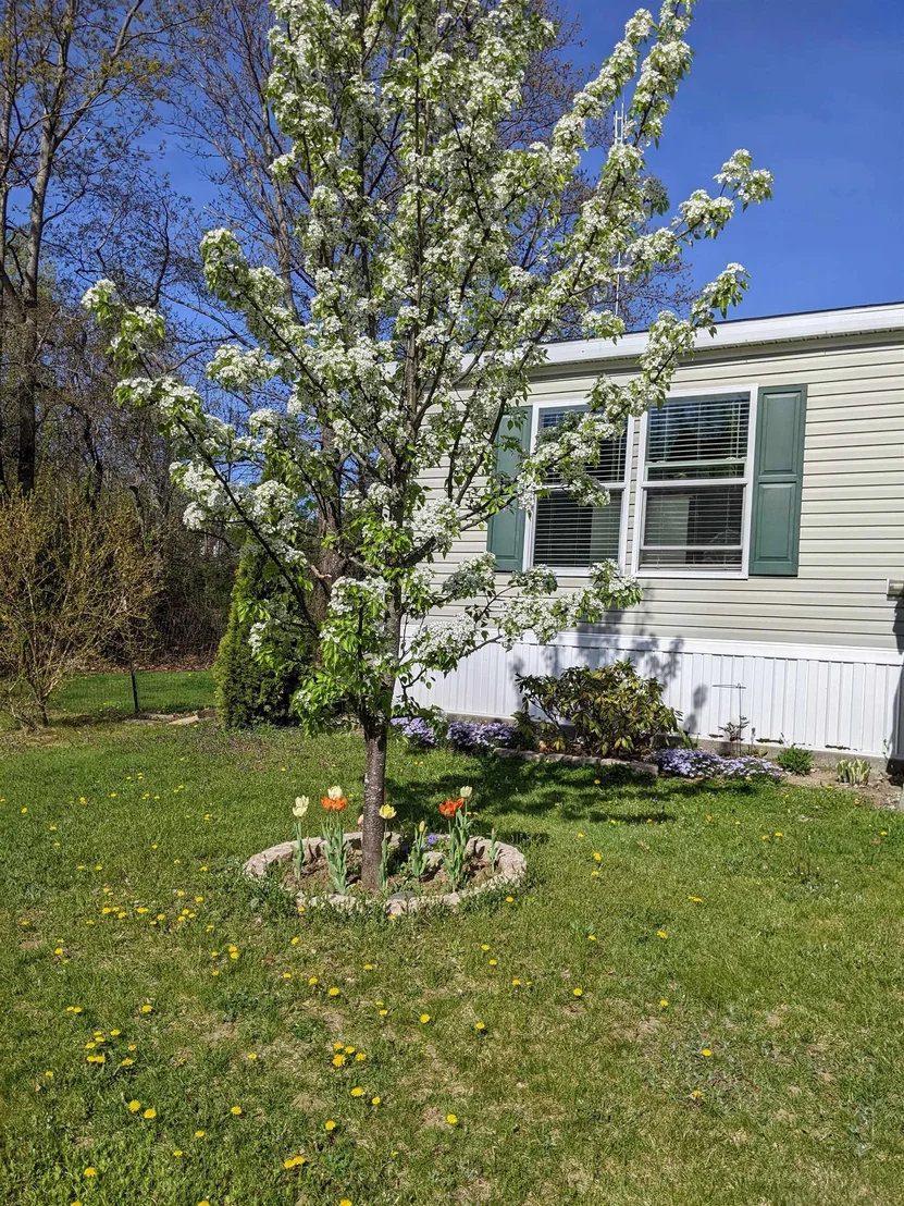 Photo of 7 Lilac