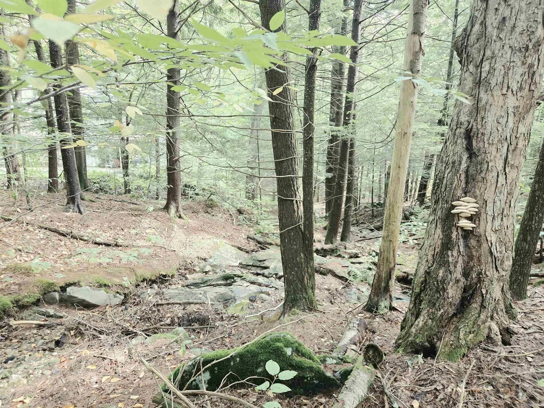 Photo of Unit LOT44 at 28 Cold  Spring